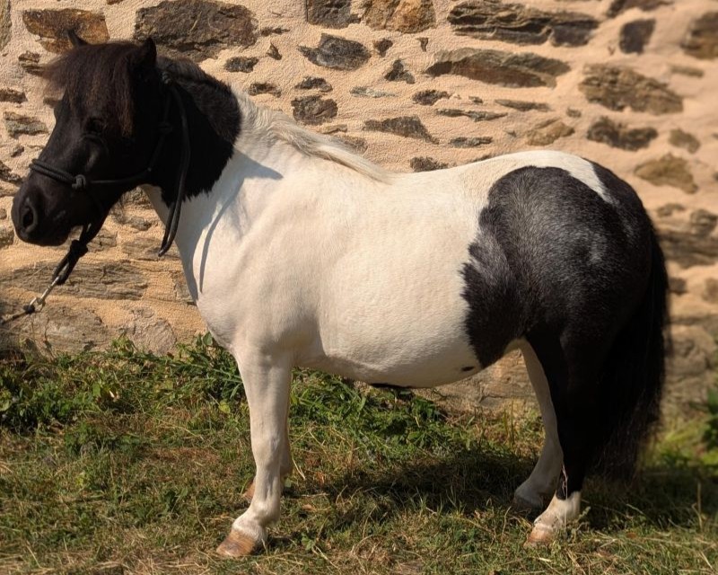 nnebka33_mini_shetland_a_vendre_mini_mule_mulet_femelle