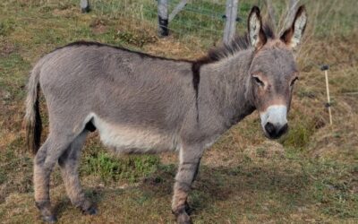 Beaugarry Tiny Nice Lover