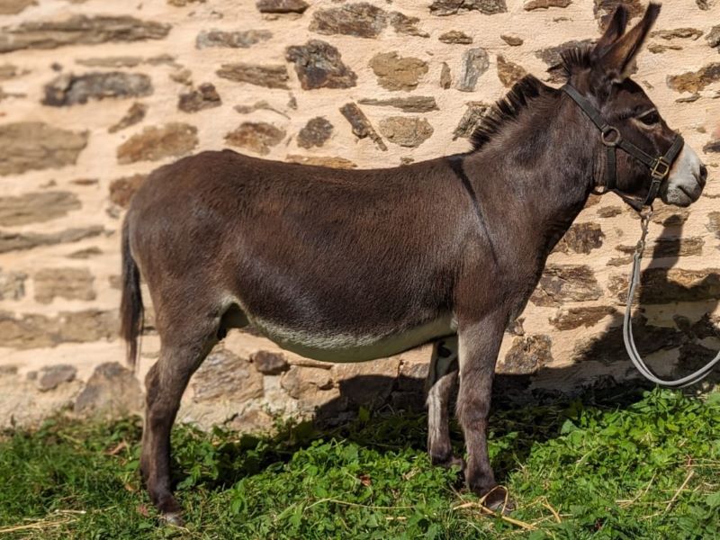 jubilee_anesse_miniature_americaine_a_vendre