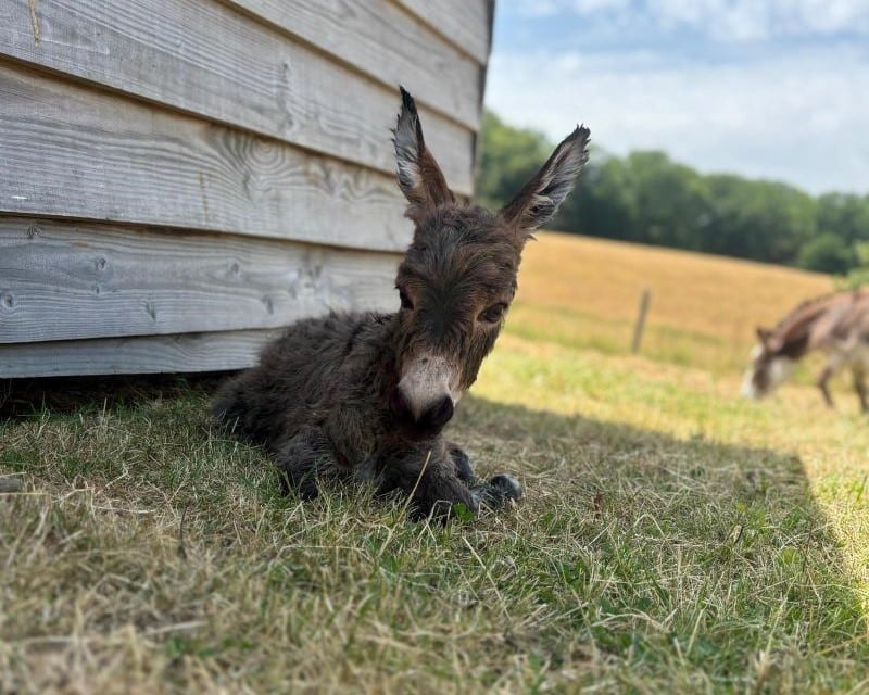 Pixel2_anon_ane_miniature_americain_pure_race_a_vendre_elevage