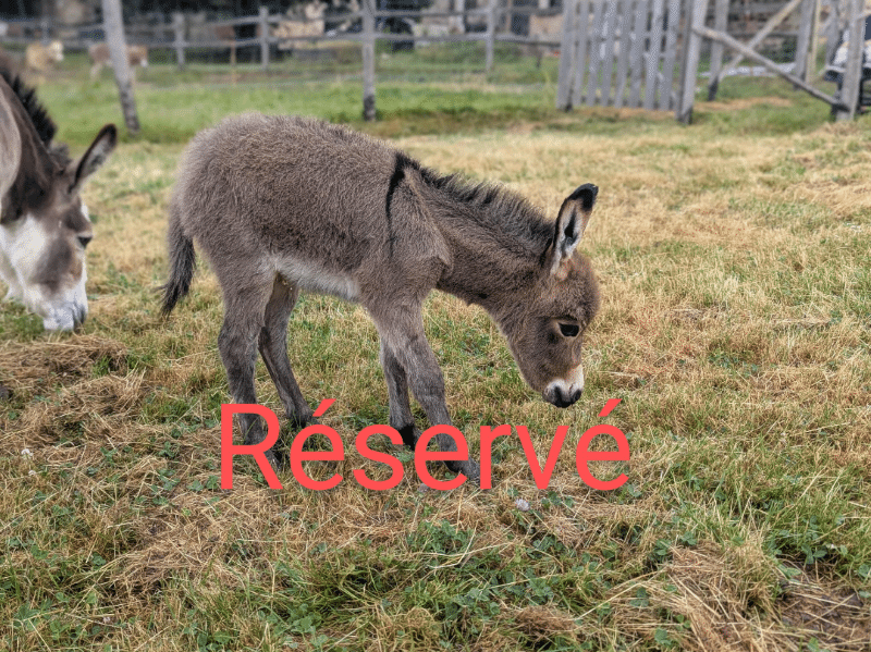 Beaugarry Copper Pixel