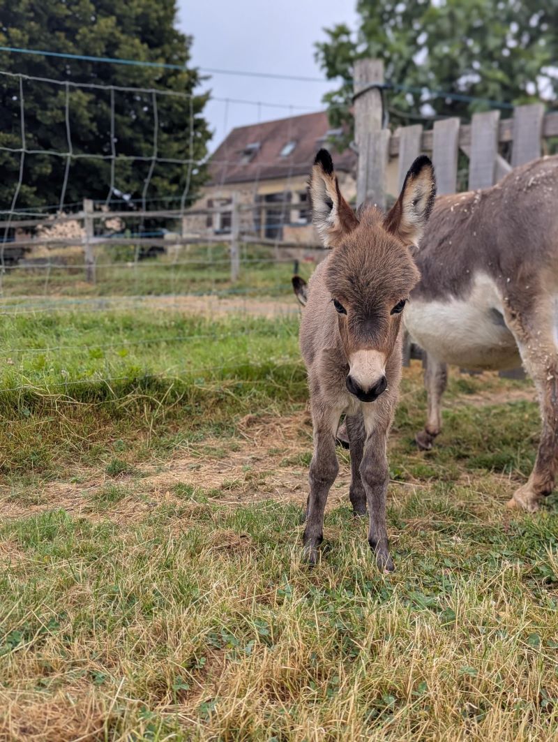 pixel3_anon_ane_miniature_americain_pure_race_a_vendre_elevage