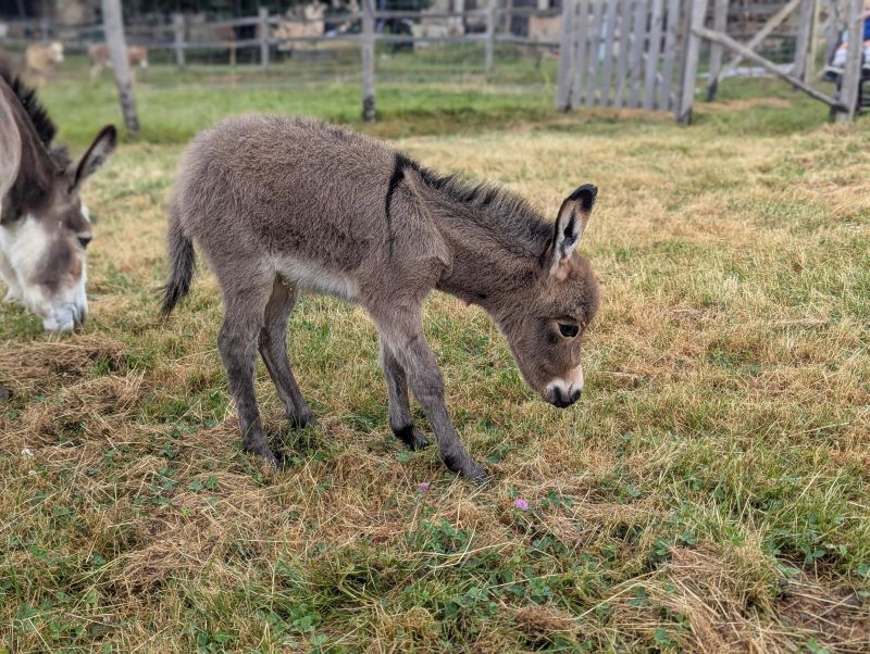 pixel4_anon_ane_micro_miniature_americain_pure_race_a_vendre_elevage