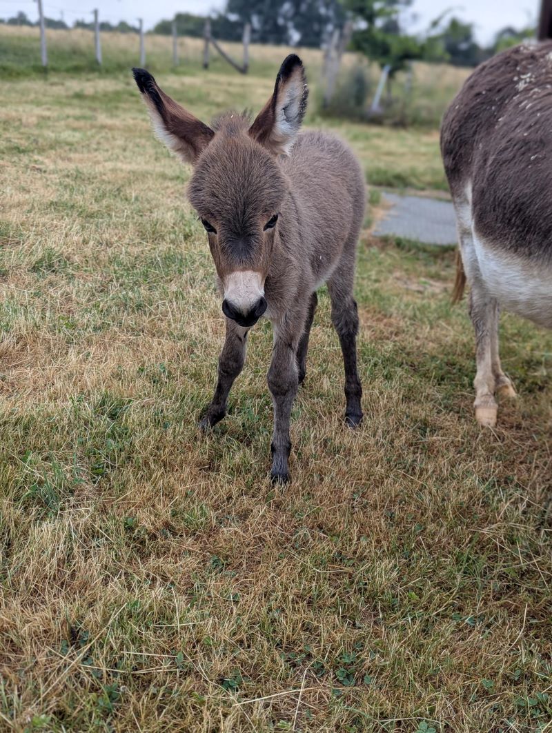 pixel5_anon_ane_miniature_americain_pure_race_a_vendre_elevage