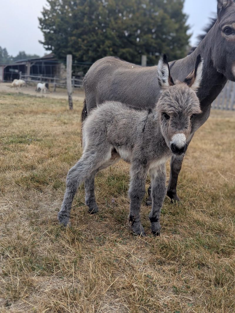 pixie_5_anon_ane_miniature_americain_pure_race_a_vendre_elevage