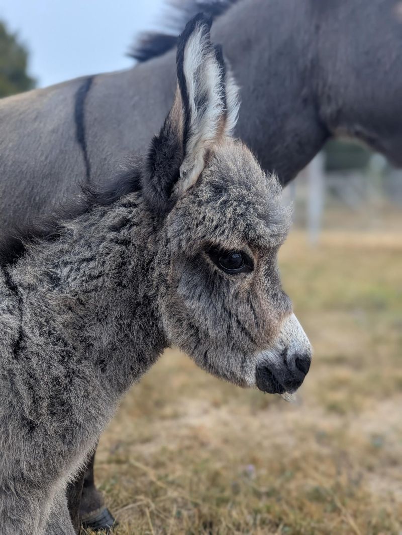 pixie_6_anon_ane_miniature_americain_pure_race_a_vendre_elevage