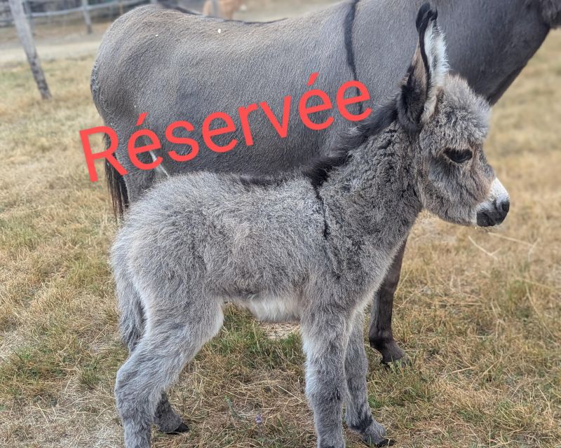 Beaugarry T Lucky Pixie