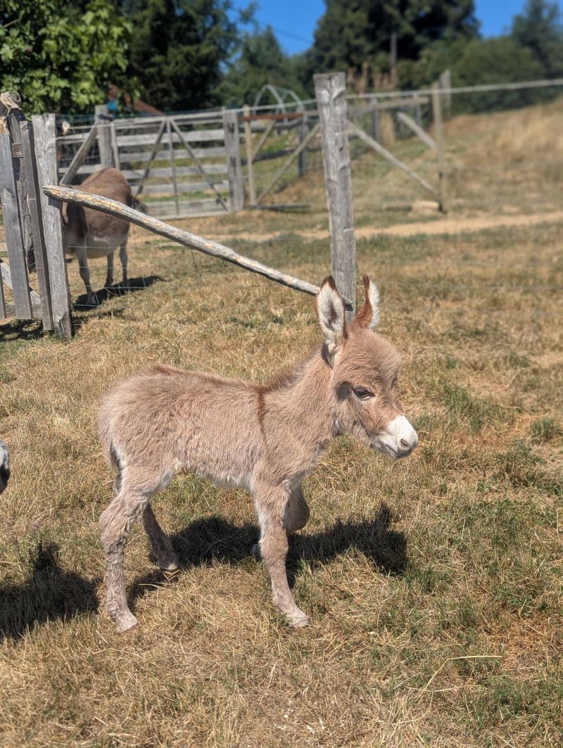 please1_anon_ane_micro_miniature_americain_pure_race_a_vendre_elevage