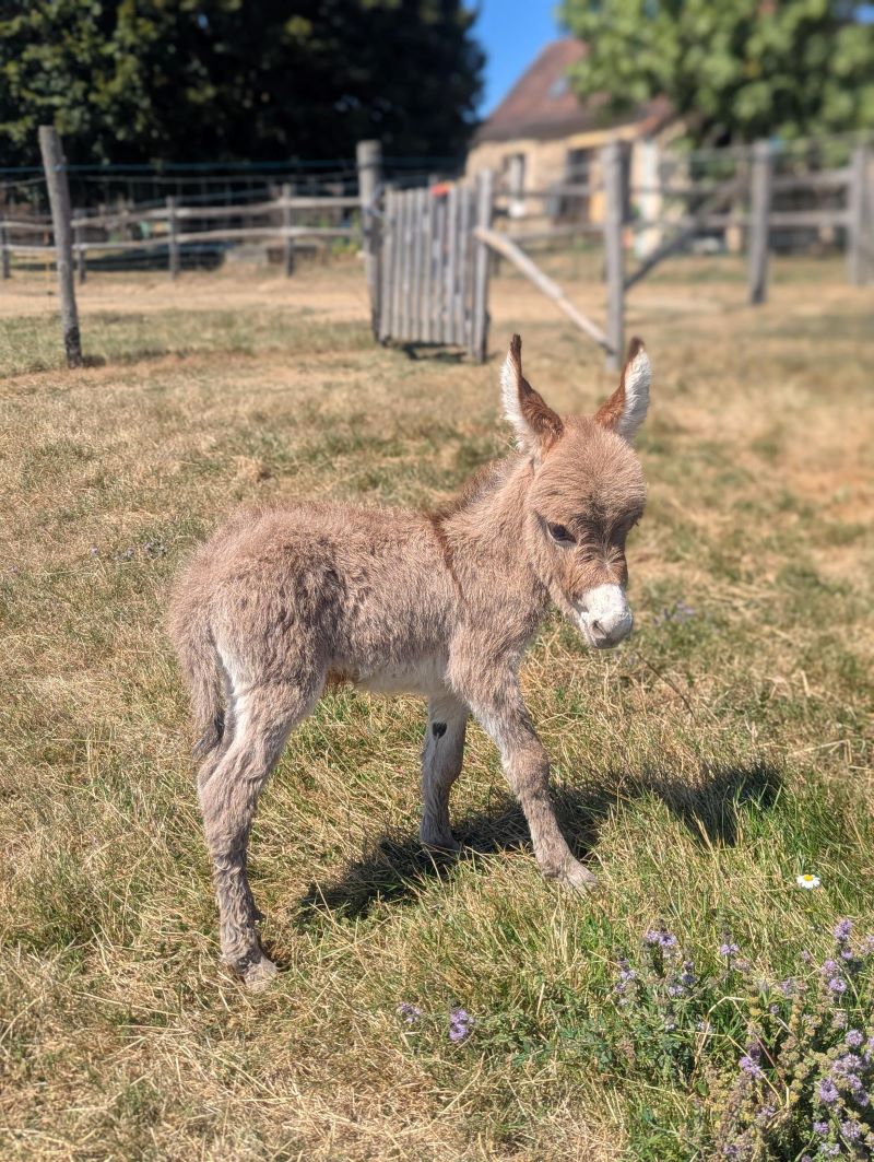 please3_anon_ane_micro_miniature_americain_pure_race_a_vendre_elevage