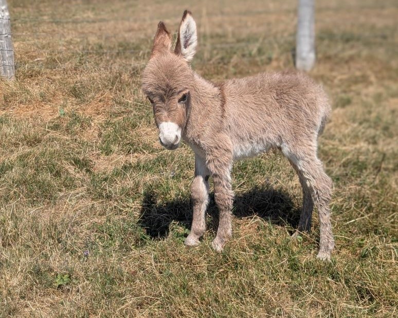 please4_anon_ane_micro_miniature_americain_pure_race_a_vendre_elevage