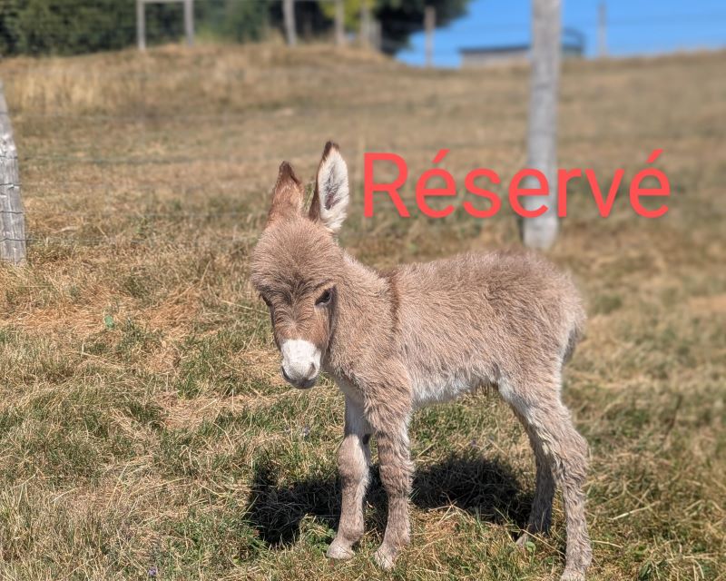 Beaugarry Copper Please Stand Up