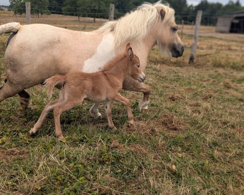 pop4_mini_mulet_a_vendre_americain_elevage_ane_miniature