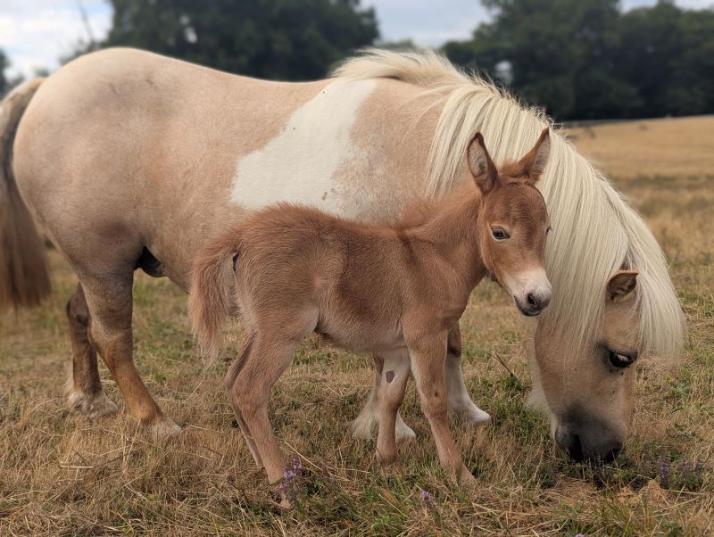 pop6_mini_mulet_a_vendre_americain_elevage_ane_miniature