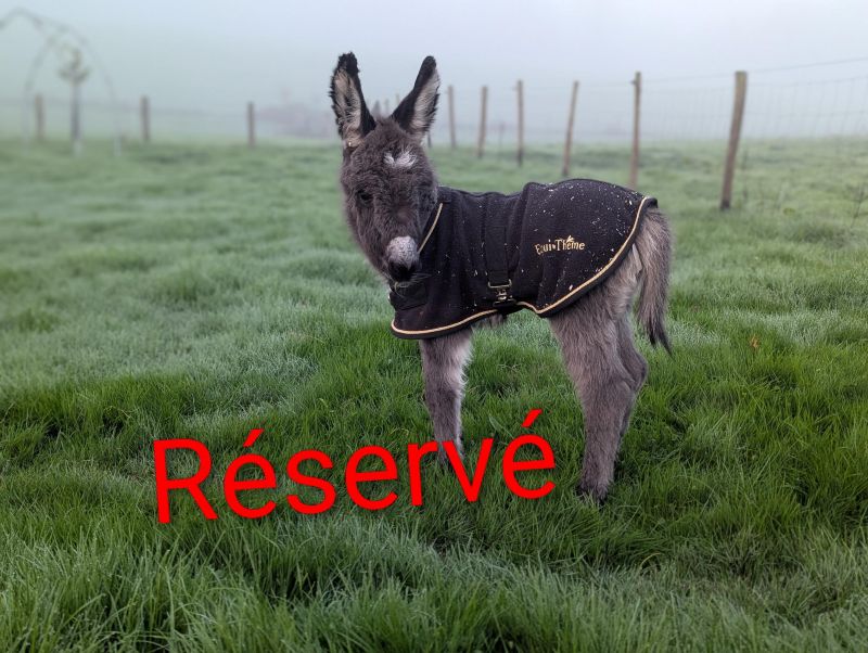 Beaugarry T Pagaille