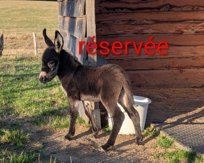 Beaugarry T Paillette