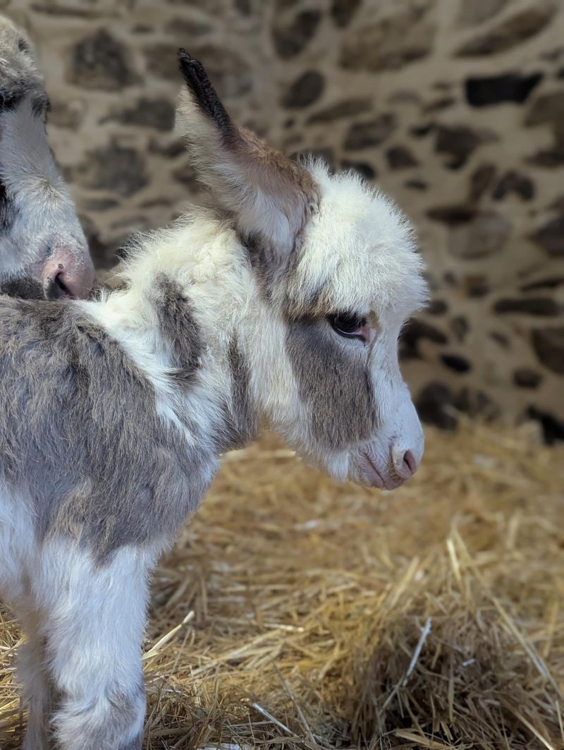 qata1_anesse_miniature_americaine_elevage_vendre