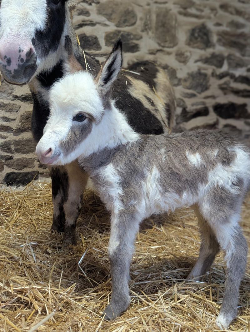 qata2_anesse_miniature_americaine_elevage_vendre