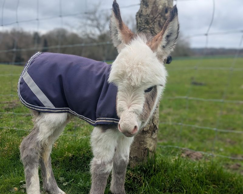 qata3_anesse_miniature_americaine_elevage_vendre