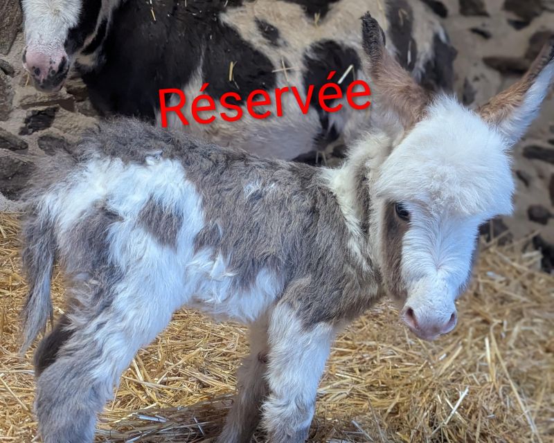 Beaugarry Copper Qatana