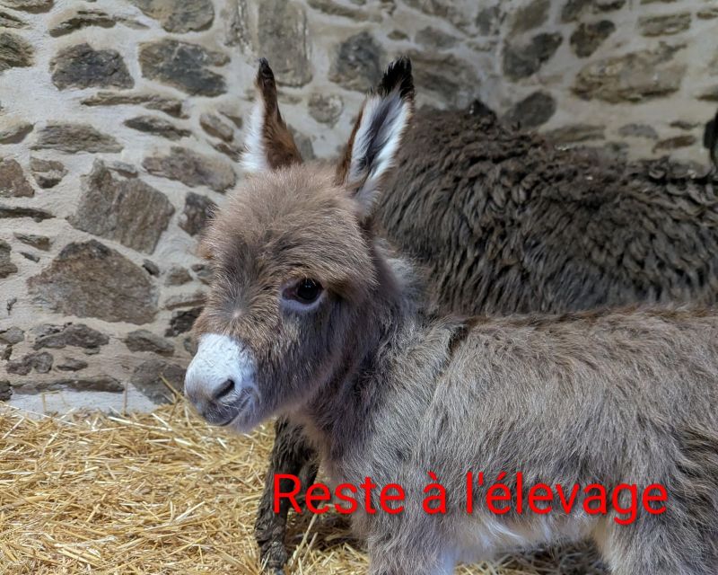 Beaugarry Copper Red Queen