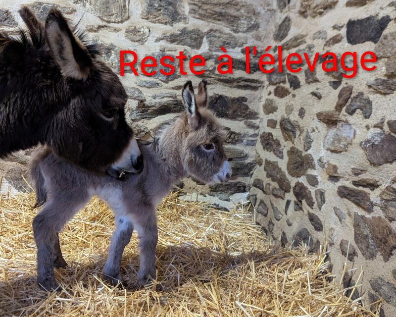 queen2_anesse_miniature_americaine_elevage_vendre