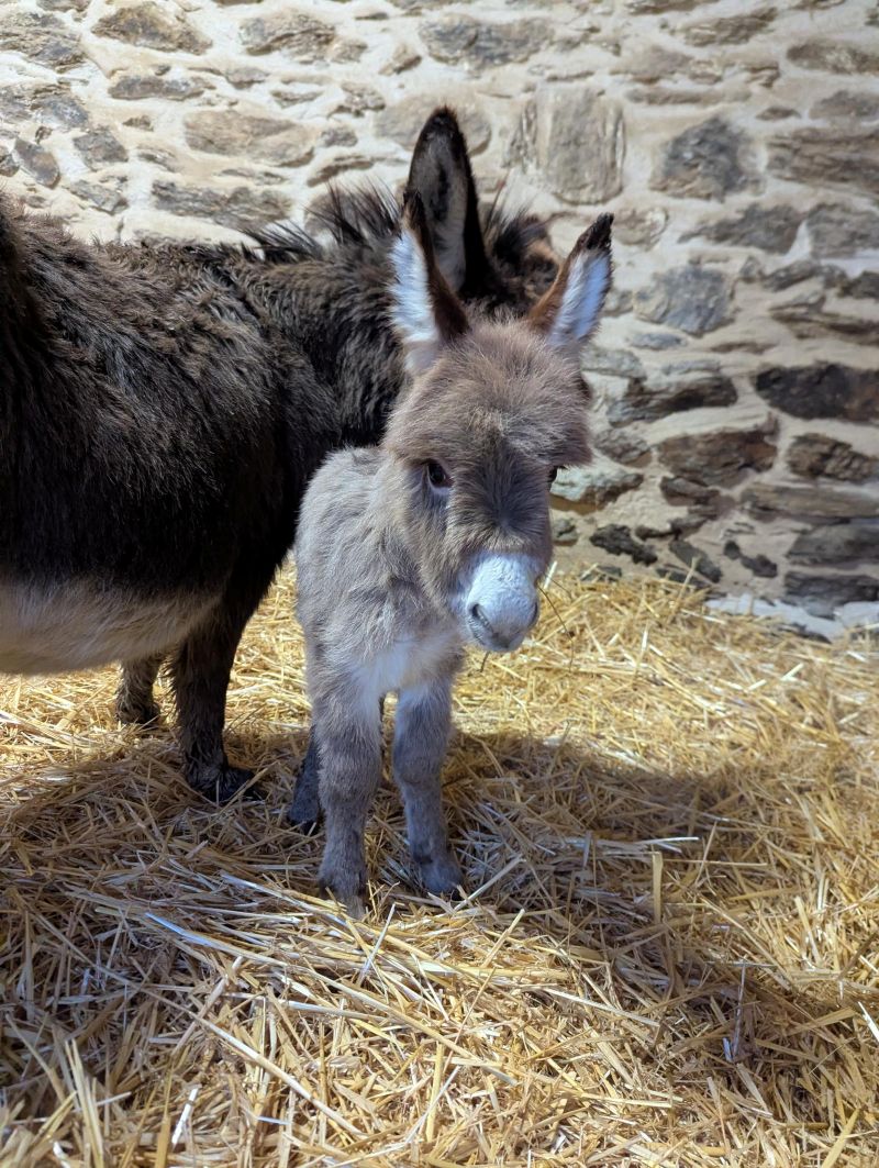 queen3_anesse_miniature_americaine_elevage_vendre