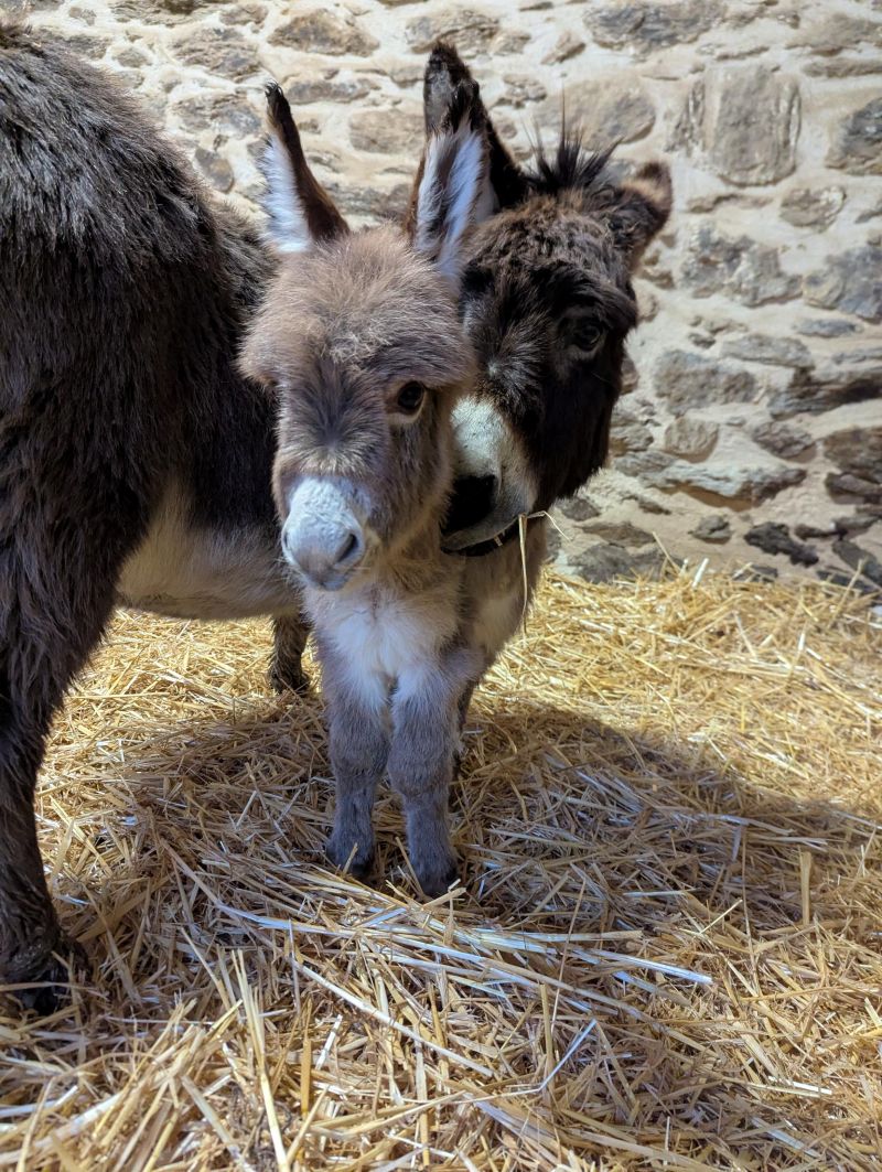 queen5_anesse_miniature_americaine_elevage_vendre