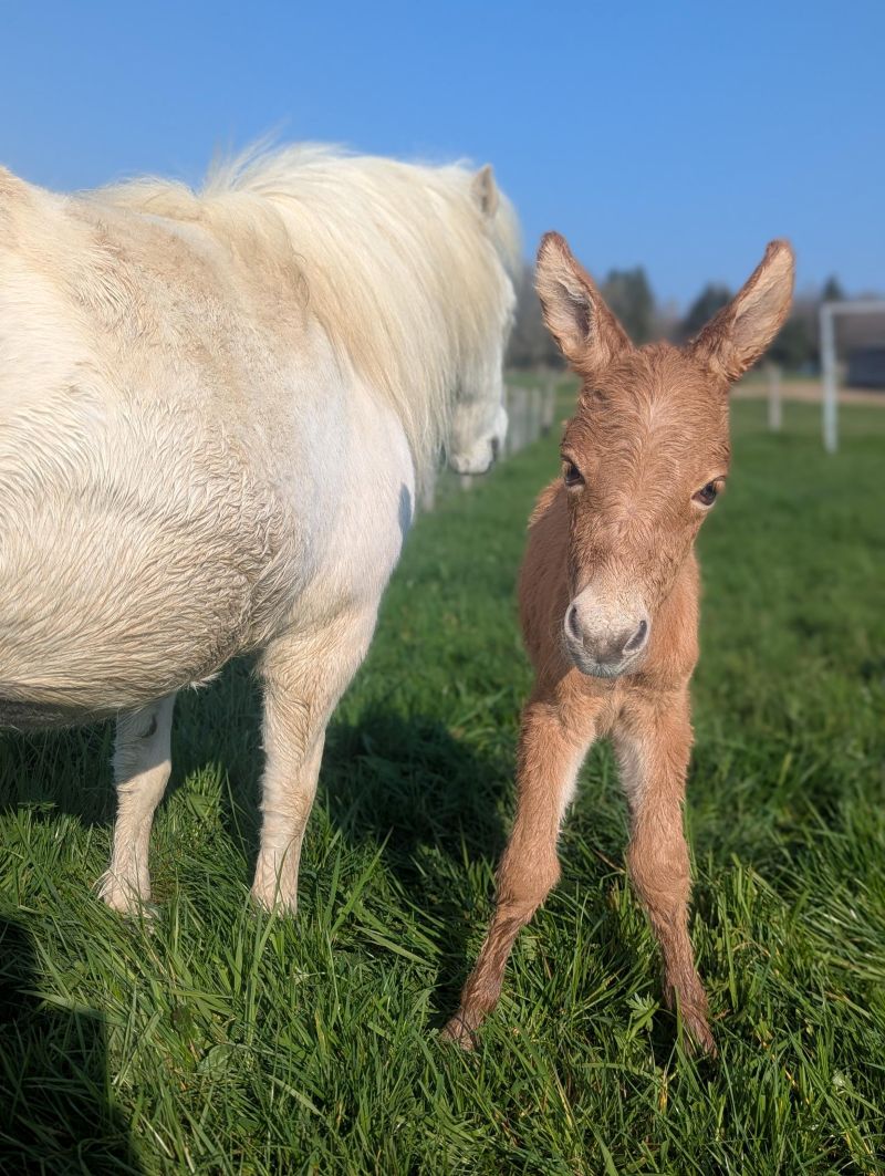 quesa3_mulet_miniature_a_vendre