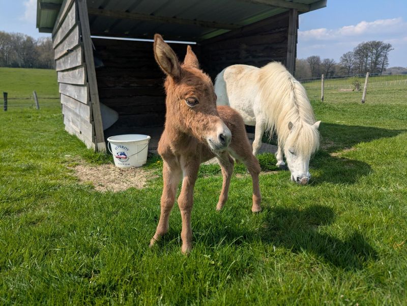 quesa4_mulet_miniature_a_vendre