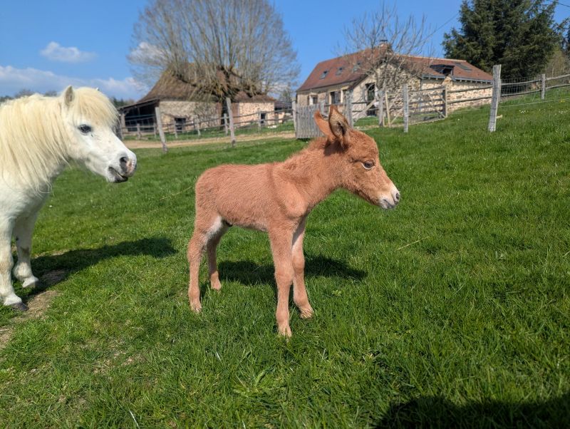 quesa5_mulet_miniature_a_vendre