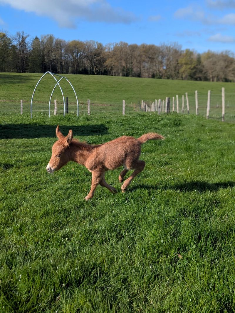 quesa8_mulet_miniature_a_vendre