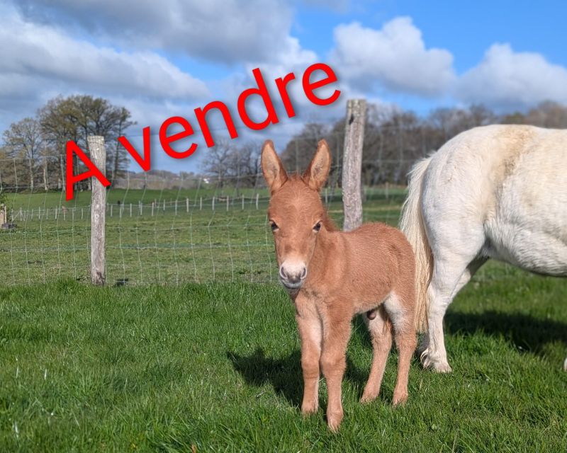 Beaugarry Copper Quèsaco