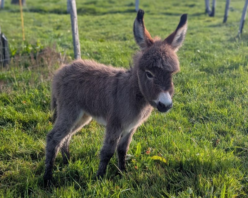 qara1_ane_miniature_americain_a_vendre_femelle_anesse_male