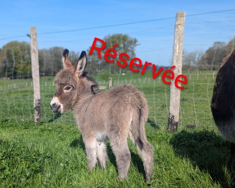 Beaugarry Copper Qara