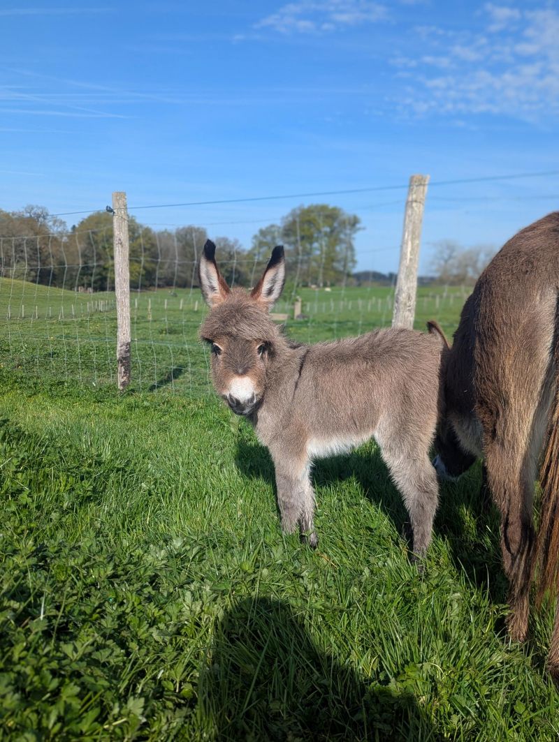 qara5_ane_miniature_americain_a_vendre_femelle_anesse_male