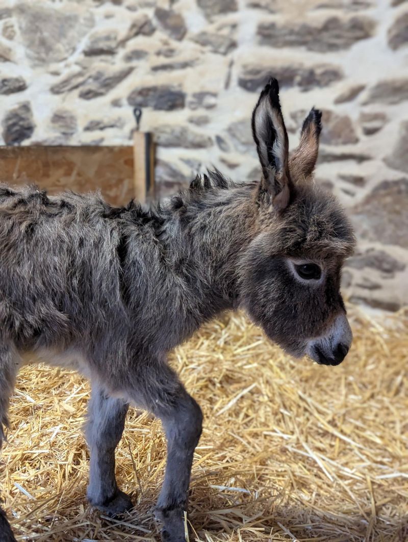 qara2_ane_miniature_americain_a_vendre_femelle_anesse_male