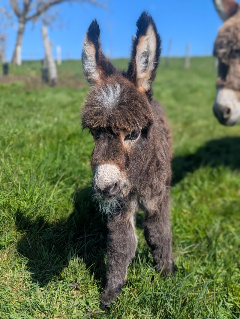 qpidon1_ane_miniature_americain_a_vendre_femelle_anesse_male