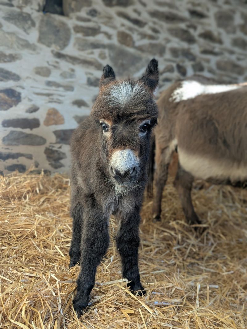 qpidon2_ane_miniature_americain_a_vendre_femelle_anesse_male