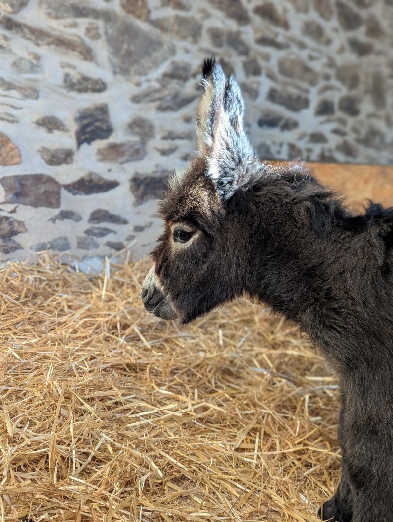 qpidon4_ane_miniature_americain_a_vendre_femelle_anesse_male