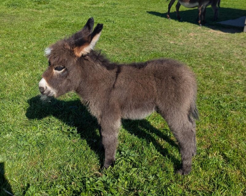 qpidon5_ane_miniature_americain_a_vendre_femelle_anesse_male