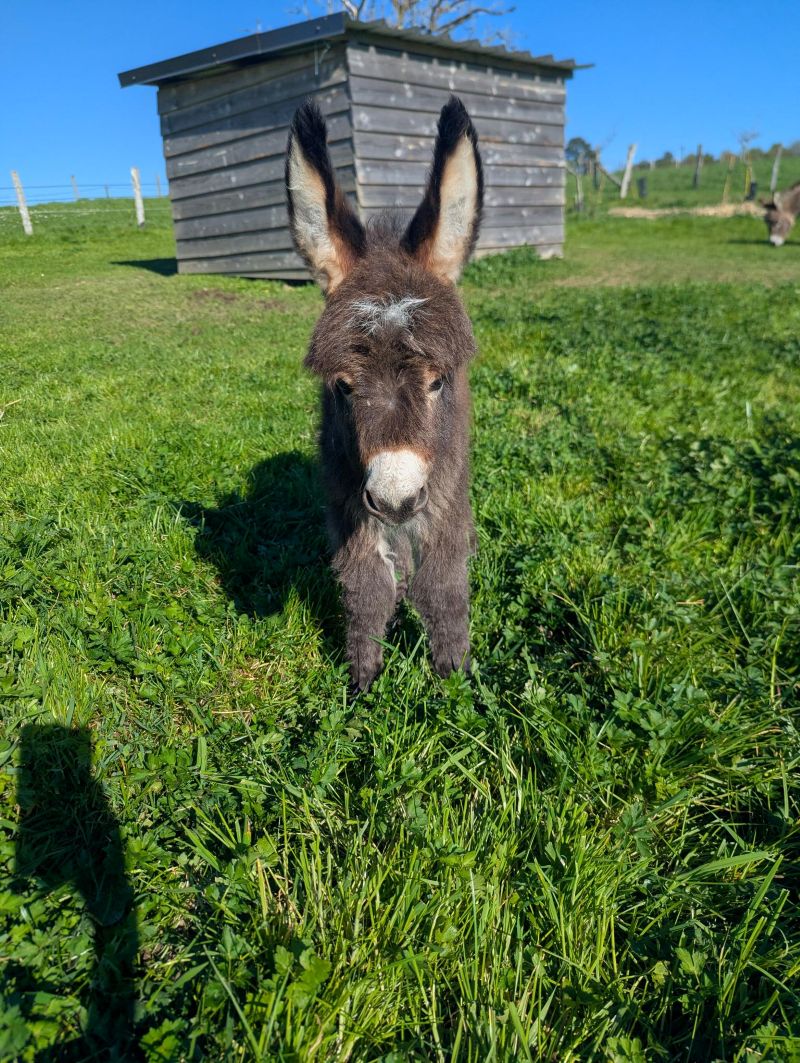 qpidon6_ane_miniature_americain_a_vendre_femelle_anesse_male