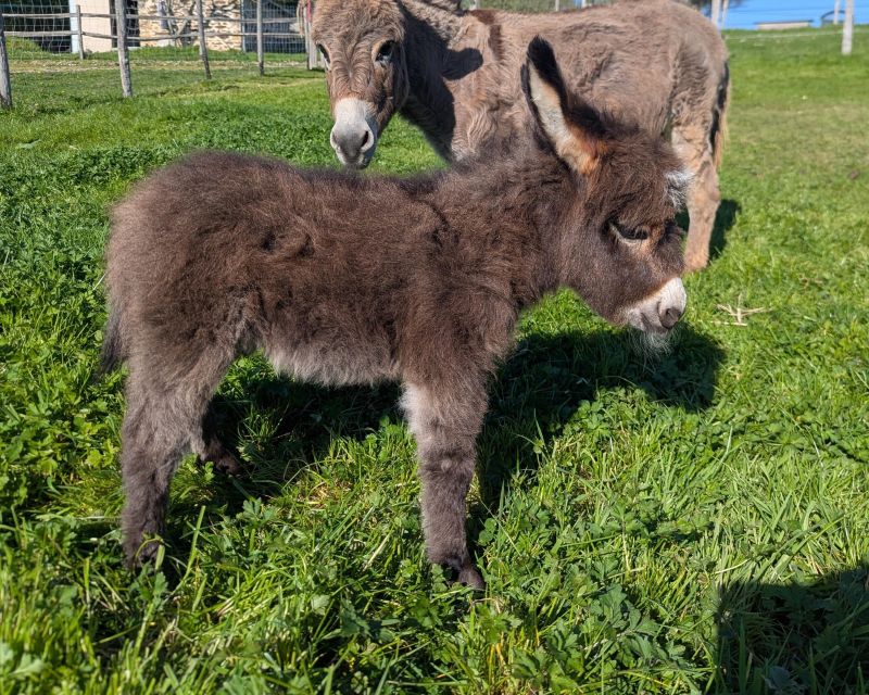 qpidon8_ane_miniature_americain_a_vendre_femelle_anesse_male