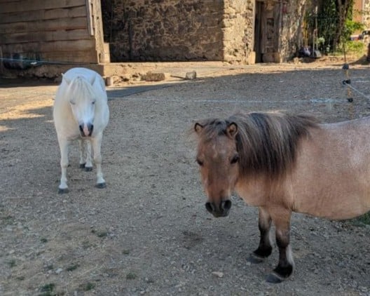 Miss et Stella