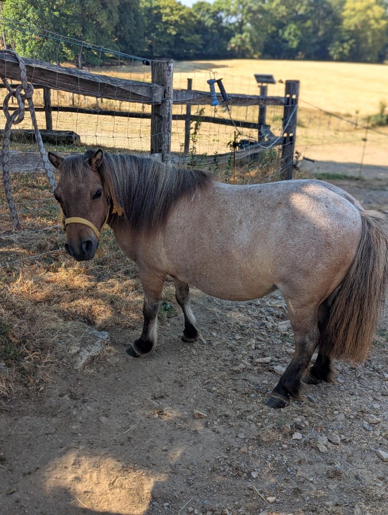 stella__ane_miniature_americain_a_vendre_femelle_anesse_male