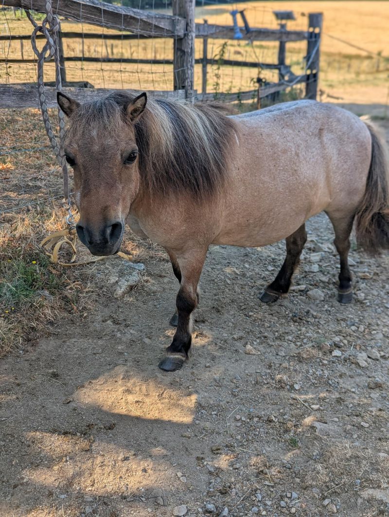 stella3__ane_miniature_americain_a_vendre_femelle_anesse_male