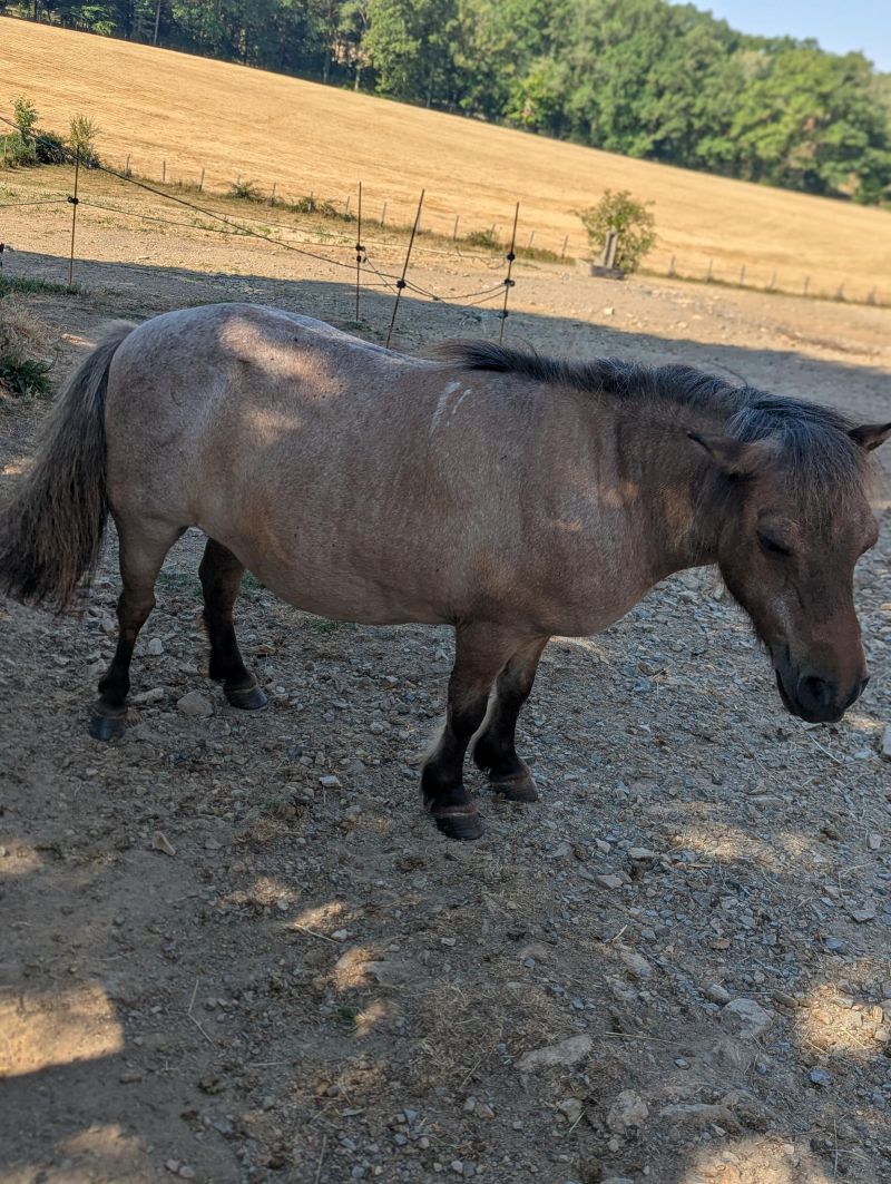 stella2__ane_miniature_americain_a_vendre_femelle_anesse_male
