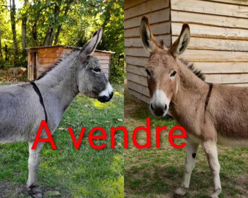 houpette_ane_miniature_americain_a_vendre_femelle_anesse_male