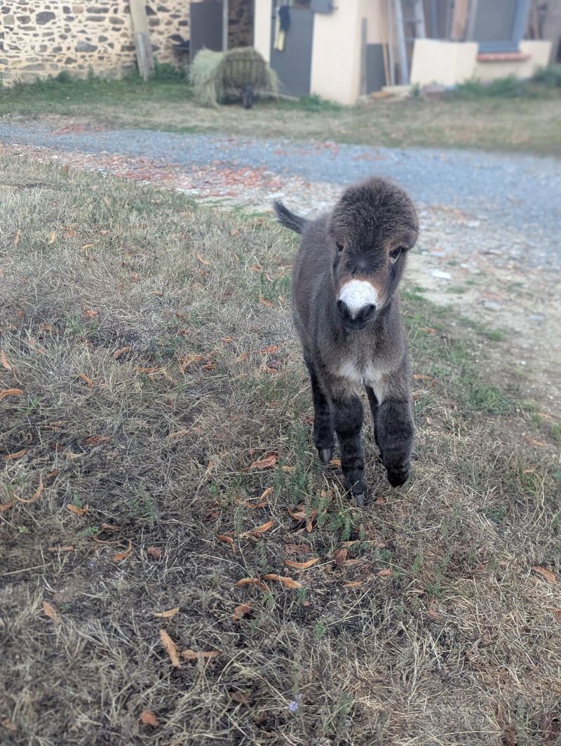 quito6_ane_miniature_americain_a_vendre_femelle_anesse_male